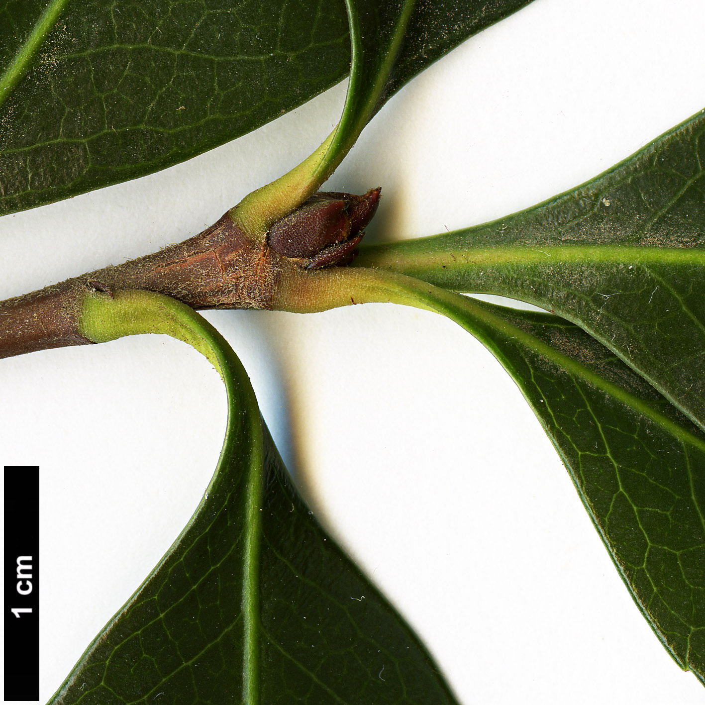 High resolution image: Family: Rosaceae - Genus: Rhaphiolepis - Taxon: ×delacourii (R.indica × R.umbellata)